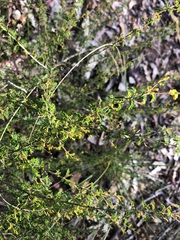 Gompholobium foliolosum
