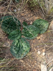 Lichtensteinia latifolia