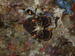 Scyllarus arctus