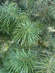 Cathaya argyrophylla