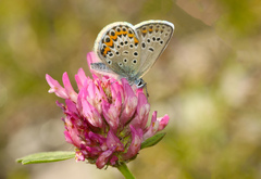 Plebejus idas