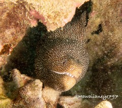 Gymnothorax meleagris