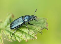 Platycerus caraboides