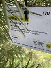 Cathaya argyrophylla