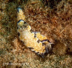Hypselodoris imperialis