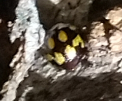 Derispia maculipennis