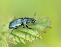 Platycerus caraboides