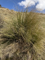 Chionochloa rigida rigida