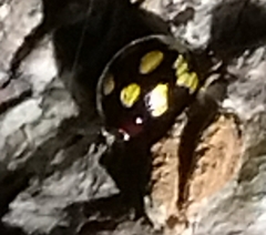 Derispia maculipennis