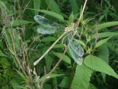 Lestes sponsa