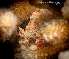 Scorpaenidae