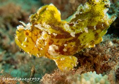 Taenianotus triacanthus