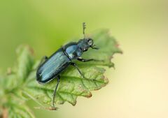 Platycerus caraboides