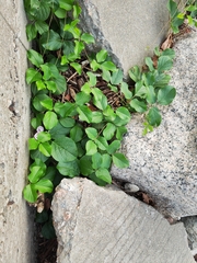 Pueraria montana