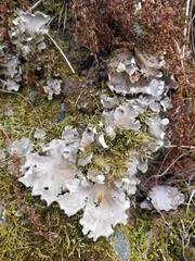 Peltigera