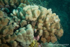 Pocillopora