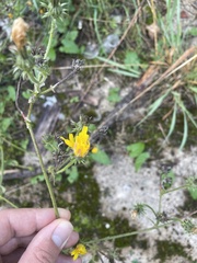 Picris hieracioides