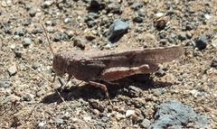 Sphingonotus picteti