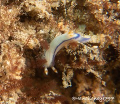 Hypselodoris peasei