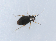 Chlamydatus pulicarius