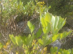 Notobubon galbanum