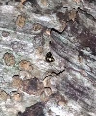 Derispia maculipennis