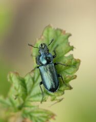 Platycerus caraboides