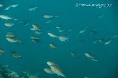 Pycnochromis vanderbilti