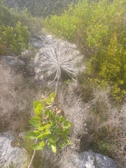 Notobubon galbanum