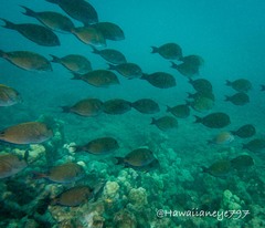 Acanthurus nigrofuscus