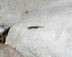 Cryptoblepharus pulcher