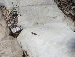 Cryptoblepharus pulcher