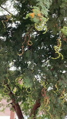 Tamarindus indica