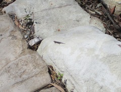Cryptoblepharus pulcher