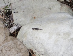 Cryptoblepharus pulcher