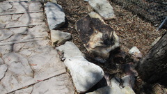 Cryptoblepharus pulcher