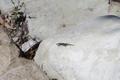Cryptoblepharus pulcher