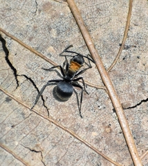 Myrma