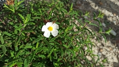 Cistus psilosepalus