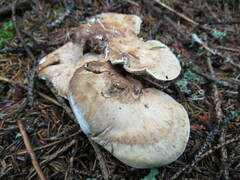 Sarcodon stereosarcinon