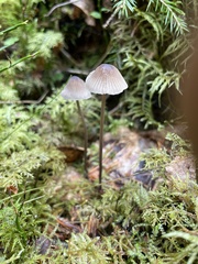 Mycena galopus