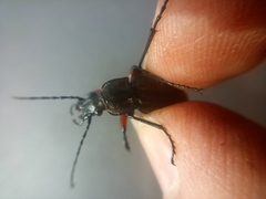 Carabus granulatus