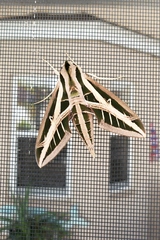 Eumorpha fasciatus