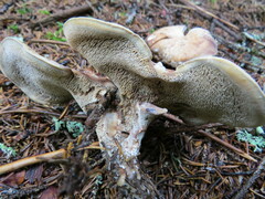 Sarcodon stereosarcinon