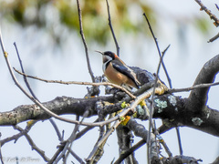 Acanthorhynchus tenuirostris