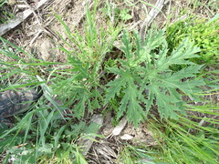 Heracleum mantegazzianum