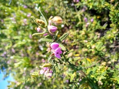 Thomasia petalocalyx