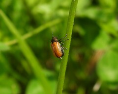 Labidostomis