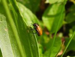Labidostomis