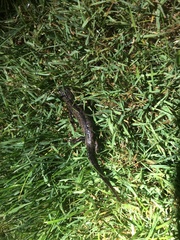 Triturus cristatus